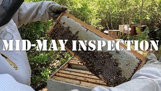 Mid-May Inspection | #colesfarmnc #jacksonvillenc #beekeeping