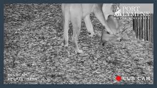 Lion Cub Cam Highlight | Amazing Moment Lioness Stops Cub Playing With A Frog