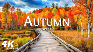 New England Autumn With Relaxing Music - Beautiful Foliage in Vermont and New Hampshire 4K