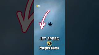 JET Speed VS Peregrine Falcon