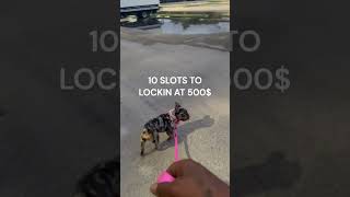 french bulldog puppies barking