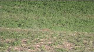 Groundhog Varminting in Ohio 2010.  #4