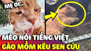 Chú mèo biết 'NÓI TIẾNG VIỆT' gào mồm kêu Sen cứu khiến ai cũng trầm trồ 😅 | Gâu Đần