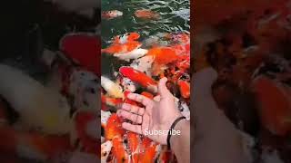 koi carp feeding in farm #shortsyoutube #feeding #koifish #shorts