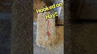 How to Use a Hay Hook For Handling Square Bales #hay #haybales #loadingandunloadinghay