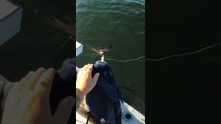 Craziest fish landing of my life! #shorts #albies #fishing