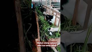 Makan siang rumput odot tua tetap lahab