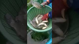 Taking out the male from the  female tilapia fish