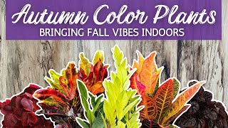 14 Gorgeous Fall Color Houseplants | Create Fall Vibes Indoors | Houseplants for Autumn Colors