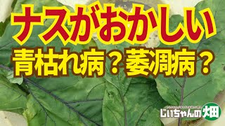 ナス半身萎凋病対策。ナスの葉が片方だけ萎れてませんか、それ、半身萎凋病です。6/28