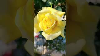 The Joy of Growing a Beautiful Yellow Rose Flower in Your Home Garden