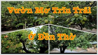 Vườn Mơ Sai Trĩu Trái Ở Ngôi Đền Thờ Thần