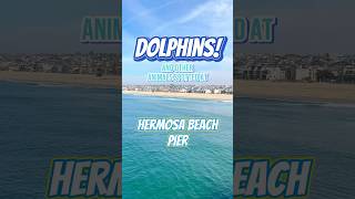 Spotting Animals at Hermosa Beach Pier! | Dolphins Spotted! | #hermosabeach #beach #wildlife