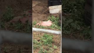 The pig shed at my high school 🐷🐽