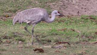 A Pair Of Sandhill Cranes In A Cow field