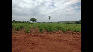 FAZENDA NHANDEARA 55.8 alqueires com cana e seringueira