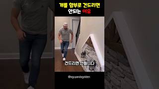 개를 함부로 건드리면 안되는 이유