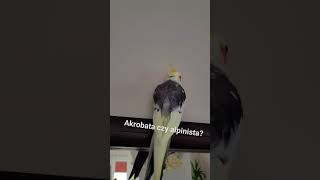 Cockatiel rules here #happybird