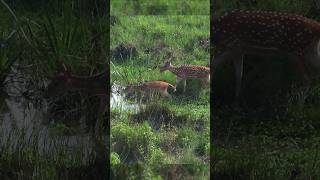 Deer family crossing river. Alpha male deer is last to cross.