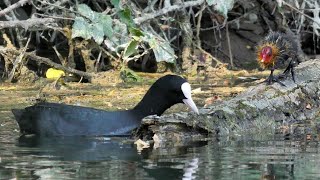 Pulcini di Folaga - Coot chicks (Fulica atra)