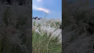 কাশফুল ##weather #nature