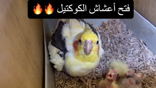 فتح اعشاش الكوكتيل وانصدمت بعدد الافراخ 🔥 ( نظام الخانات)