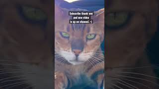 Subscribe check out new video on channel thank you =) #cat #funny #bengalcat #cute #youtubeshorts