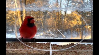 New window bird feeder