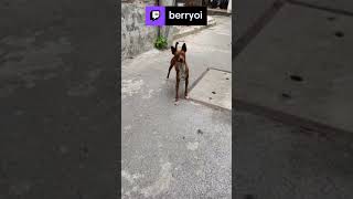 🇻🇳 Anyone who is scared of dogs like I do here? in #DaNang| berryoi on #Twitch #Vietnam