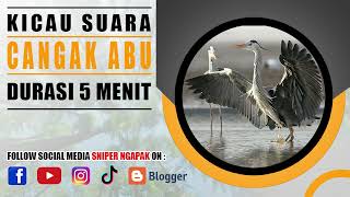 SUARA MELENGKING CANGAK ABU BESAR