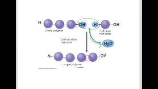 Dehydration Synthesis and Hydrolysis Reactions