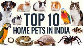 Top 10 Most Popular Pets in India for 2025! Must-See! | Petsinfomania