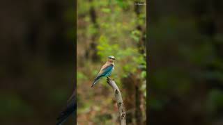 indian roller