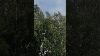 Birch Trees Swaying In The Wind 💨🌳 #shortsfeed #viral #viralshorts #shorts #short