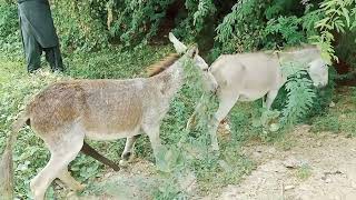 Donkey meeting first time try in village | #donkey mating