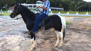 Minério J.O - Cavalo Mangalarga Marchador Pampa de Preto