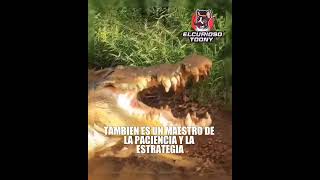 El ANIMAL con la mordida más LETAL DEL PLANETA #shorts #viral