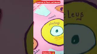 Animal cell plant cell  science models #sciencemodel #biologymodels