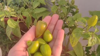 Plants update#chilli plant update!