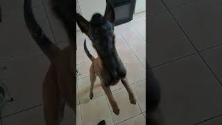 Belgian Malinois puppy jumping 👊