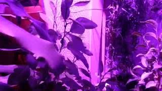 Lamp with а 100W Grow Led Chip DIY | 100W фитолампа для подсветки рассады