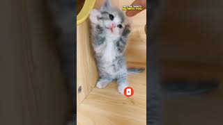 Adorable Kitten Videos | May The Shorts Be With You #shorts #kitten