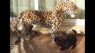 caniches chocolates con leopardo