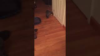 Nebelung Kitten Plays Fetch