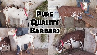 Pure Barbari Bakriya| Agra Breed Bakriya| Ghouse Nagar Bandlaguda|Hyderabad