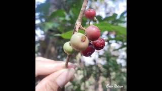 Banyak Yang Belum Tau Ini Buah Salam Rasanya Manis #SalamBumbuNusantara