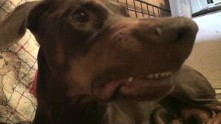 Protective Doberman mom trust human more than her mate