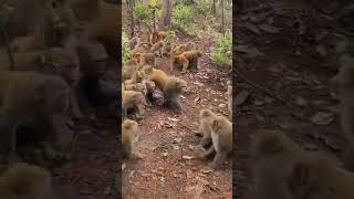 Macacos á disputar território 🐒🐒 | #shorts #macacos