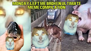 Ultimate monday left me broken cat compilation ( Mr peebles )