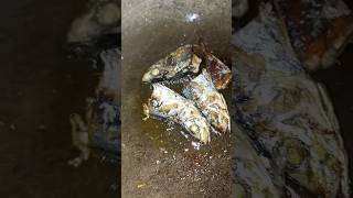 pritong isda #trending #viral #subscribers #highlights #skillfull